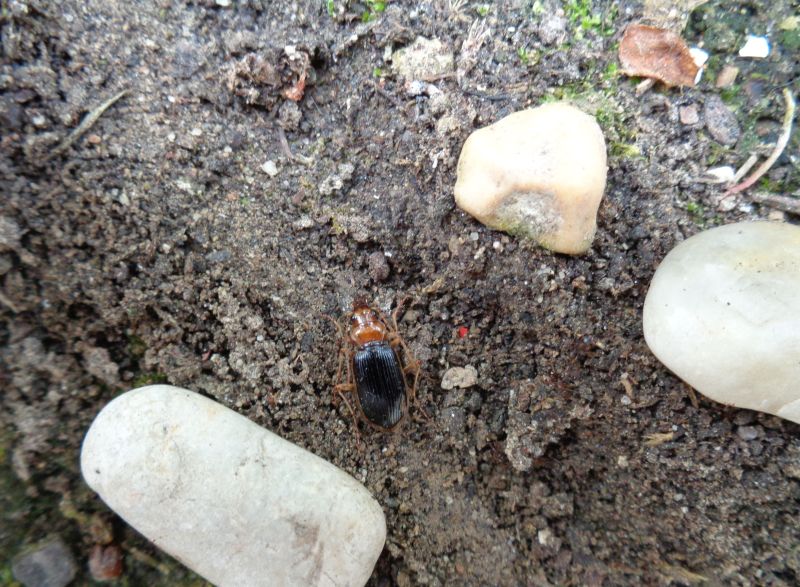 Carabidae: Nebria psammodes